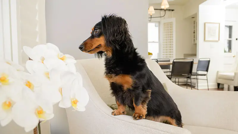 A dachshund sitting on the arm of a cream armchair in a clean home